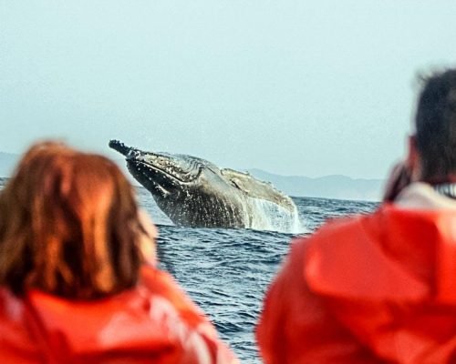 whale-watching-st-lucia